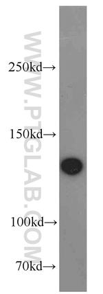 SF3B3 Antibody in Western Blot (WB)