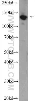 SF3B3 Antibody in Western Blot (WB)