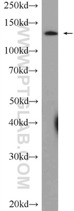 SF3B3 Antibody in Western Blot (WB)