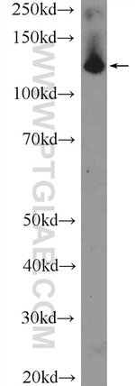 SF3B3 Antibody in Western Blot (WB)