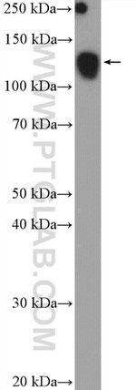 SF3B3 Antibody in Western Blot (WB)