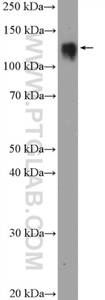 SF3B3 Antibody in Western Blot (WB)