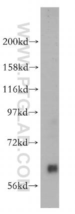 Pikachurin Antibody in Western Blot (WB)