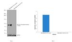 NOTCH1 Antibody