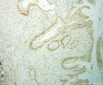 HMG20B Antibody in Immunohistochemistry (Paraffin) (IHC (P))