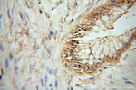 HMG20B Antibody in Immunohistochemistry (Paraffin) (IHC (P))