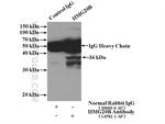 HMG20B Antibody in Immunoprecipitation (IP)