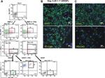 CD309 (FLK1) Antibody in Immunohistochemistry, Flow Cytometry (IHC, Flow)