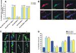 CD309 (FLK1) Antibody in Flow Cytometry (Flow)