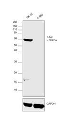 T-bet Antibody in Western Blot (WB)