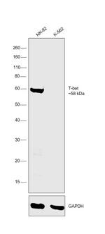 T-bet Antibody