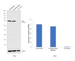 T-bet Antibody