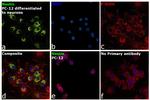 Nestin Antibody in Immunocytochemistry (ICC/IF)