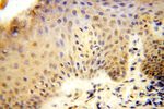 ERCC1 Antibody in Immunohistochemistry (Paraffin) (IHC (P))