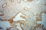 CES3 Antibody in Immunohistochemistry (Paraffin) (IHC (P))