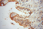 CES3 Antibody in Immunohistochemistry (Paraffin) (IHC (P))