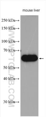 CES3 Antibody in Western Blot (WB)