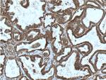 IKIP Antibody in Immunohistochemistry (Paraffin) (IHC (P))