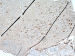 FBXO2 Antibody in Immunohistochemistry (Paraffin) (IHC (P))