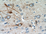 FBXO2 Antibody in Immunohistochemistry (Paraffin) (IHC (P))