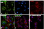 iNOS Antibody in Immunocytochemistry (ICC/IF)