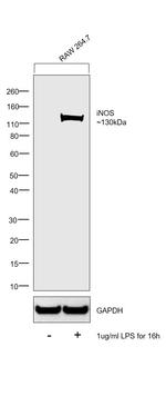 iNOS Antibody in Western Blot (WB)