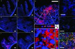 Ly-6G/Ly-6C Antibody in Immunocytochemistry (ICC/IF)