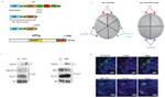 AIRE Antibody in Immunohistochemistry (IHC)