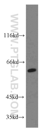 TERF2IP Antibody in Western Blot (WB)