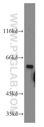 TERF2IP Antibody in Western Blot (WB)