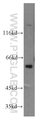 TERF2IP Antibody in Western Blot (WB)