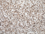 BRN2 Antibody in Immunohistochemistry (Paraffin) (IHC (P))