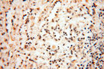 BRN2 Antibody in Immunohistochemistry (Paraffin) (IHC (P))