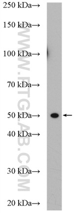 BRN2 Antibody in Western Blot (WB)