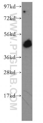 BRN2 Antibody in Western Blot (WB)