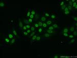 HNRNPU Antibody in Immunocytochemistry (ICC/IF)