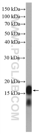 LC3 Antibody in Western Blot (WB)