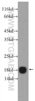 LC3 Antibody in Western Blot (WB)