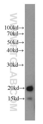 LC3 Antibody in Western Blot (WB)