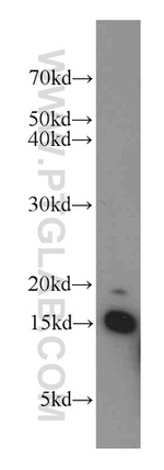 LC3 Antibody in Western Blot (WB)