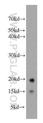 LC3 Antibody in Western Blot (WB)