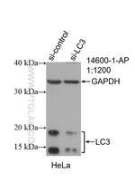 LC3 Antibody in Western Blot (WB)