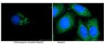 LC3 Antibody in Immunocytochemistry (ICC/IF)