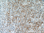 SMPD1/ASM Antibody in Immunohistochemistry (Paraffin) (IHC (P))