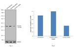 CX3CR1 Antibody in Western Blot (WB)