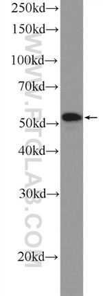 NEUROD4 Antibody in Western Blot (WB)