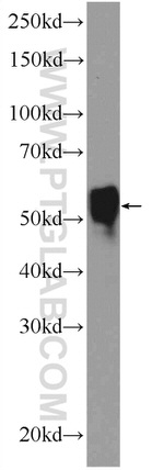 NEUROD4 Antibody in Western Blot (WB)