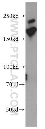 MYO18A Antibody in Western Blot (WB)