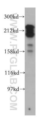 MYO18A Antibody in Western Blot (WB)