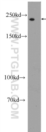 MYO18A Antibody in Western Blot (WB)